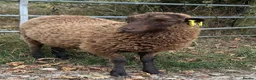 Sheep livestock for sale: 2026 Ouessant lambs  - Advert 3