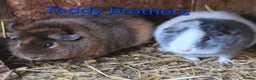 Guinea Pig rodents for sale: Variety of young guinea pigs - Advert 13