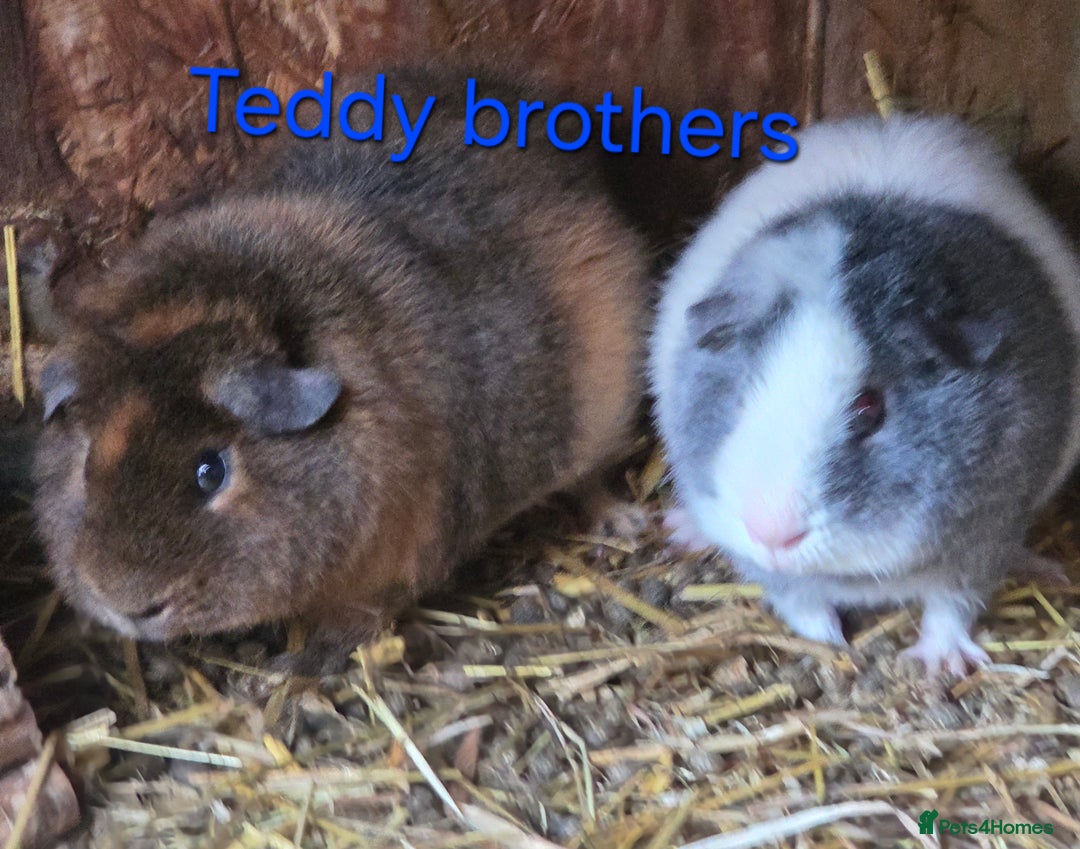 Guinea Pig rodents for sale: Variety of young guinea pigs - Advert 13