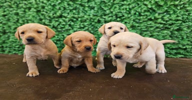 Labrador Retriever dogs - Advert 1