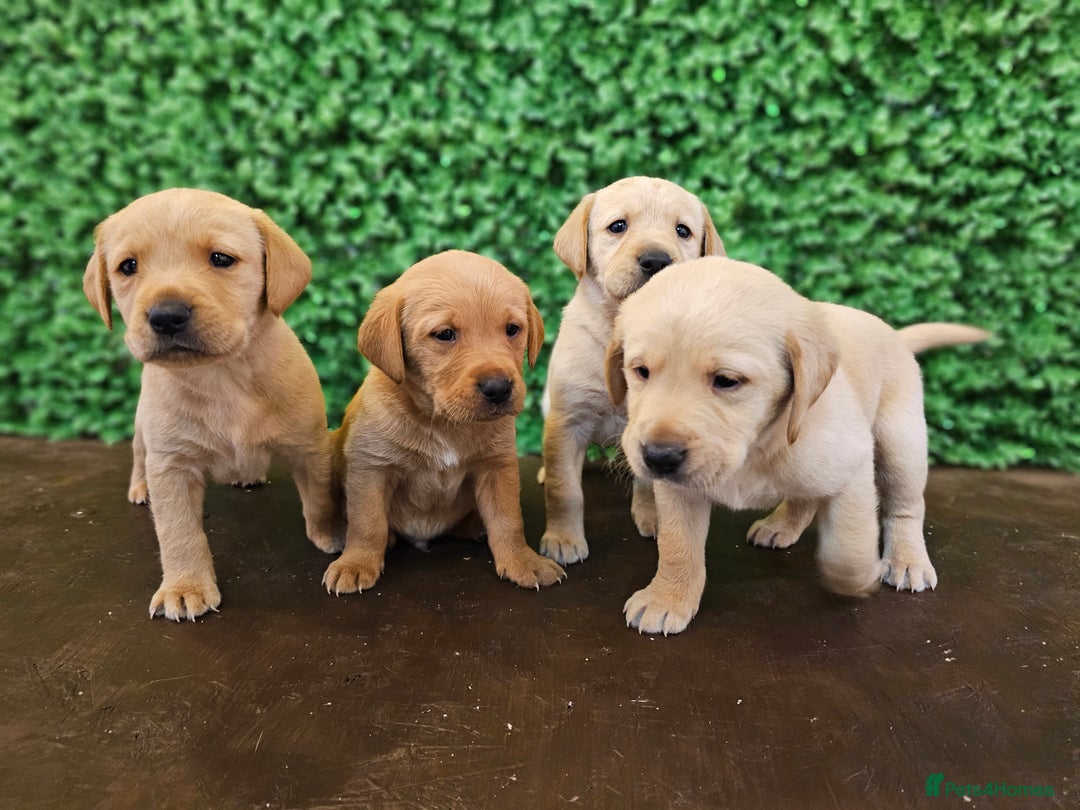 Labrador Retriever dogs for sale: 🐾Beautiful Labrador Pups–Ready for Loving Homes🐾 - Image 3