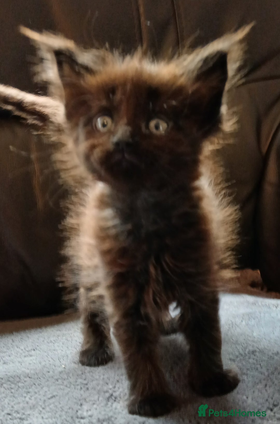 Maine Coon cats for sale: Beautiful girl!! TICA reg Maine Coon Ready Now!! in Diss - Image 6