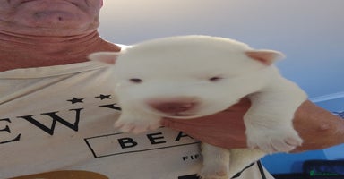 Siberian Husky dogs - Advert 5
