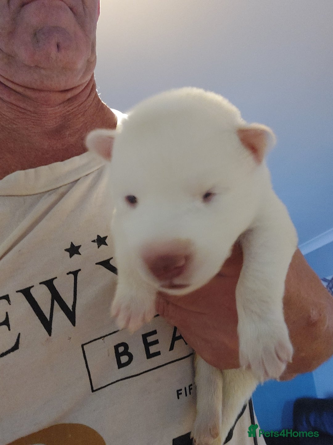 Siberian Husky dogs for sale: Siberian huskies - Image 2