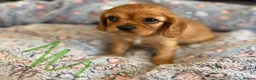 Cavalier King Charles Spaniel dogs for sale: Ruby&blenheim puppies  - Advert 7