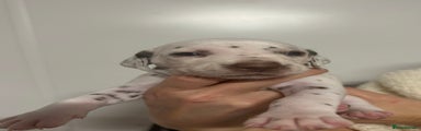 Dalmatian Puppy 6