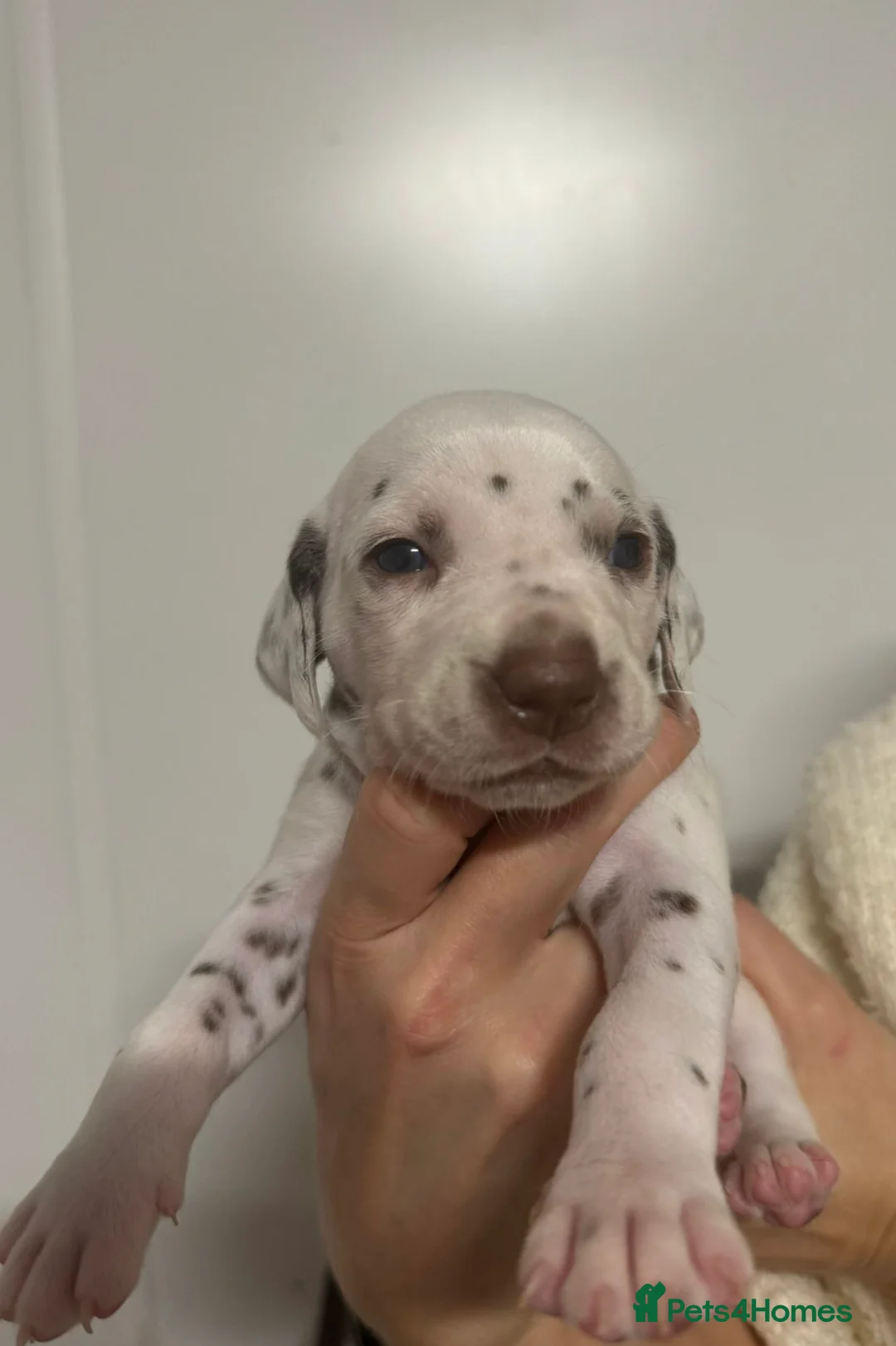 Dalmatian dogs for sale: Only 1 boy available  - Advert 24