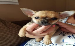 Chihuahua dogs for sale: Stunning Chihuahua pups, ready now. Only 4 left. - Image 13