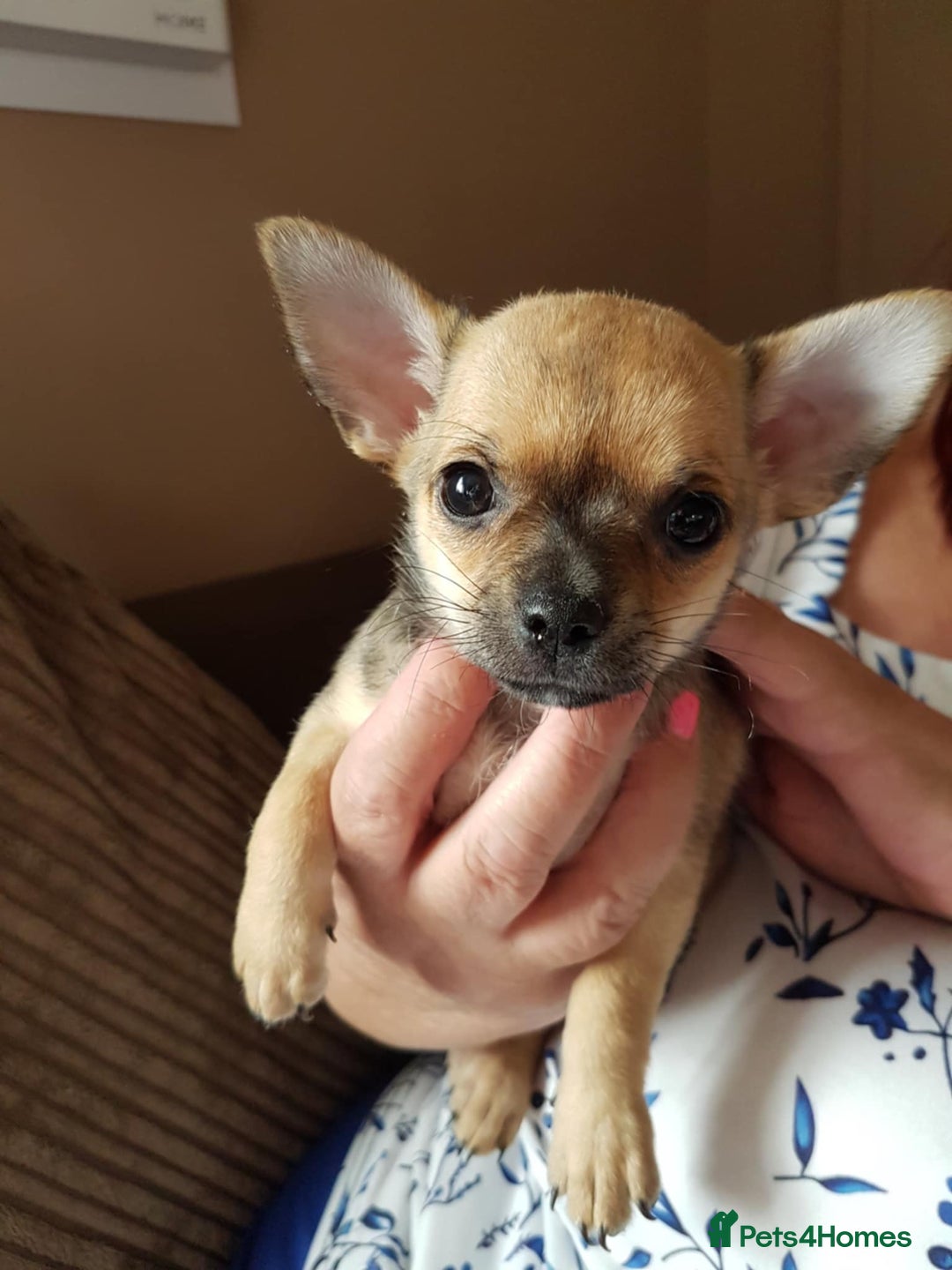Chihuahua dogs for sale: Stunning Chihuahua pups, ready now. Only 4 left. - Image 13