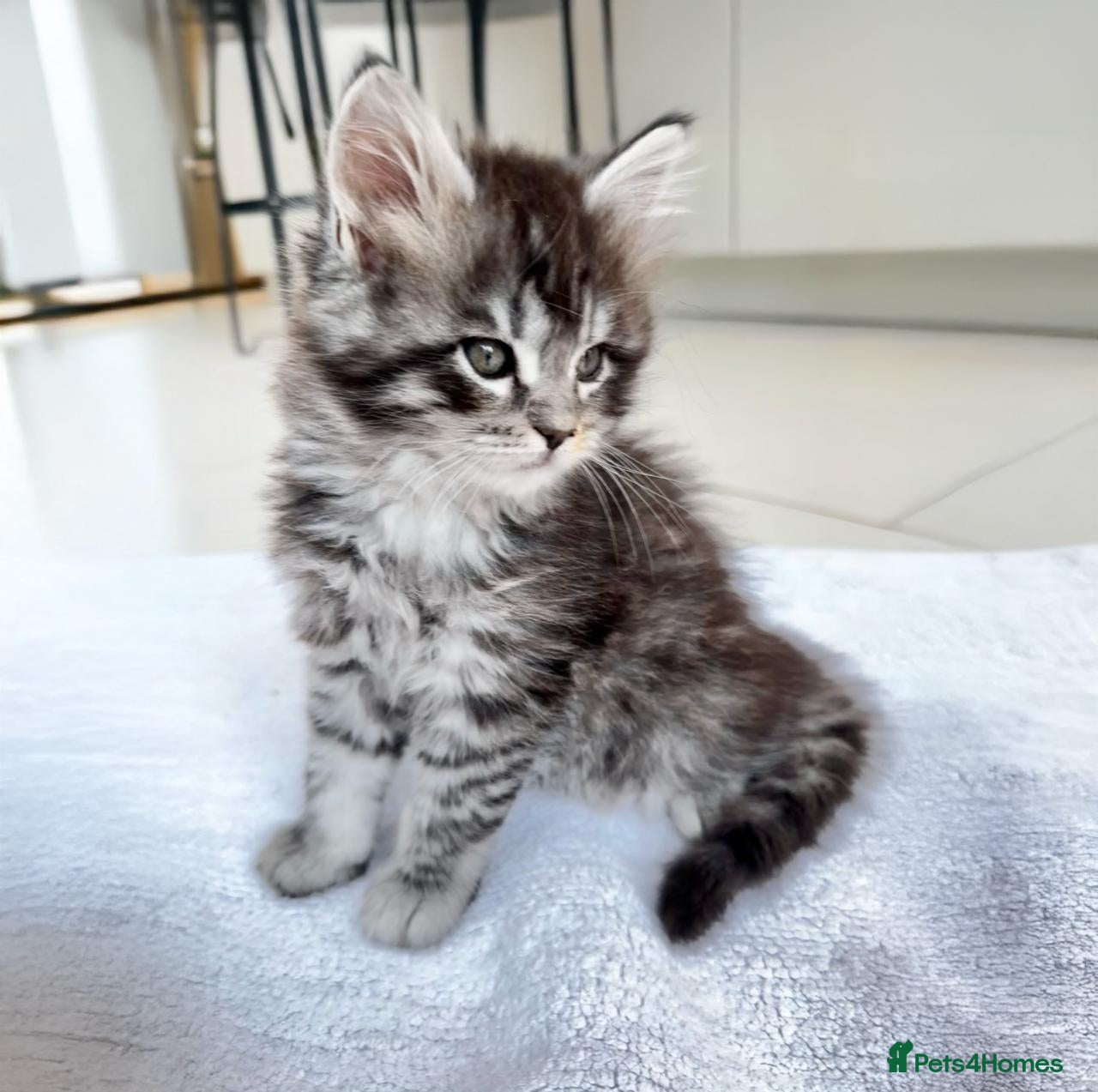 Maine Coon cats TICA Registered Pure Pedigree Main Coon Kittens  - Advert 3