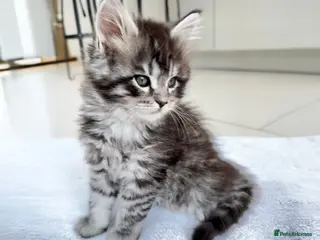 Maine Coon cats TICA Registered Pure Pedigree Main Coon Kittens - Advert 1