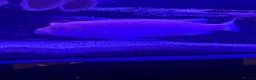 Cichlids fish for sale: African Cichlids & Tropical Fish - Bulk  - Advert 6