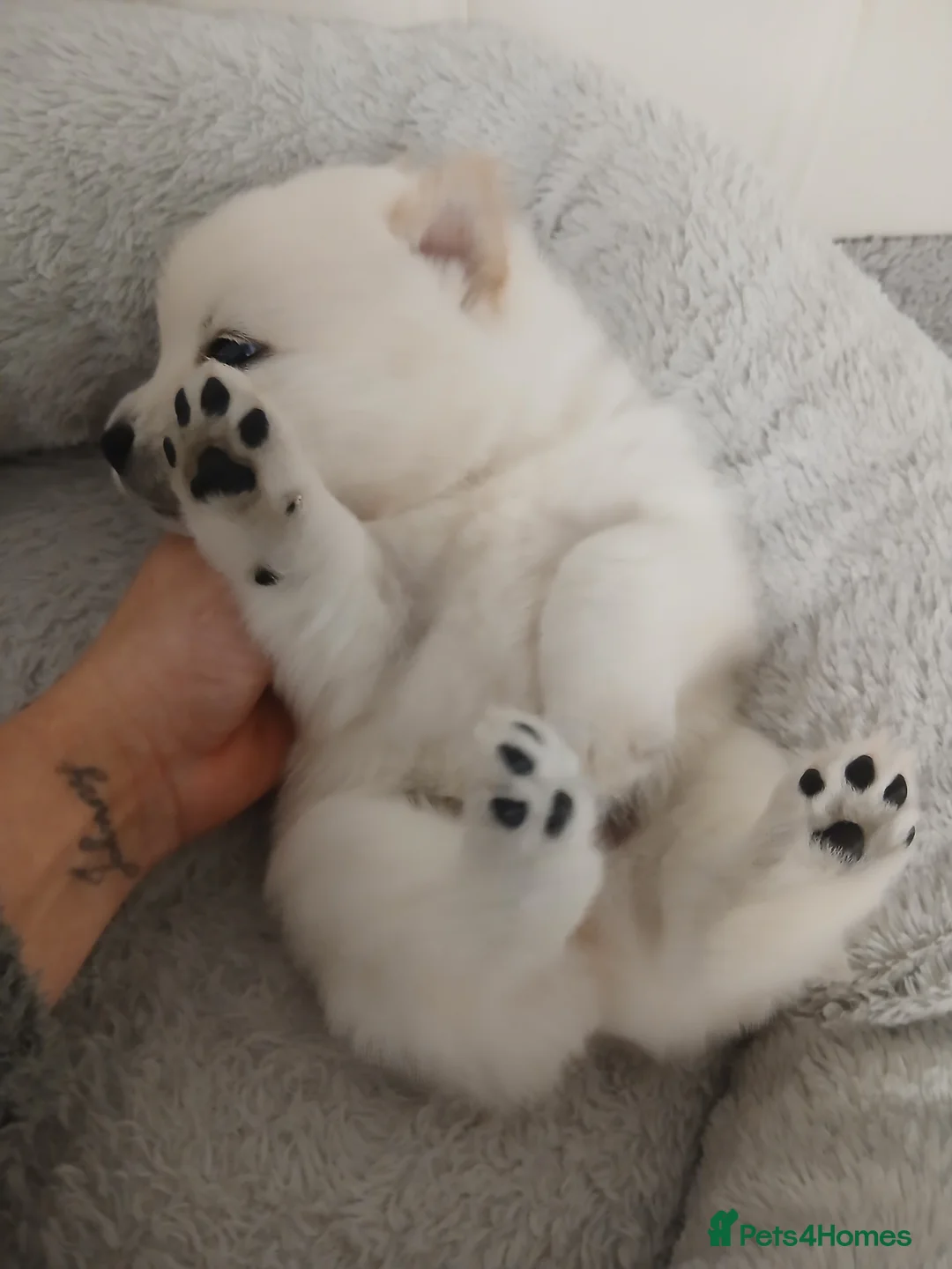 Mixed Breed dogs for sale: 5 stunning hybrid chowskis pups - Advert 2