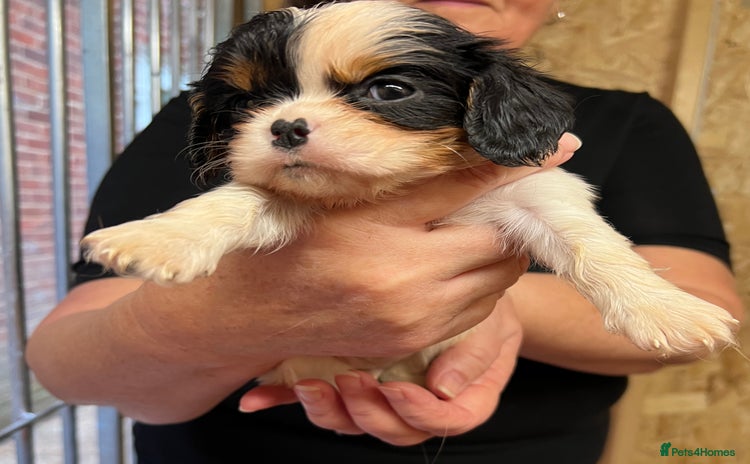 Cavalier King Charles Spaniel dogs - Advert 3