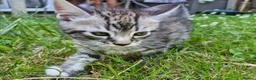 Mixed Breed cats for sale: Kitten Silver tabby mix Bengal in Birmingham - Advert 4