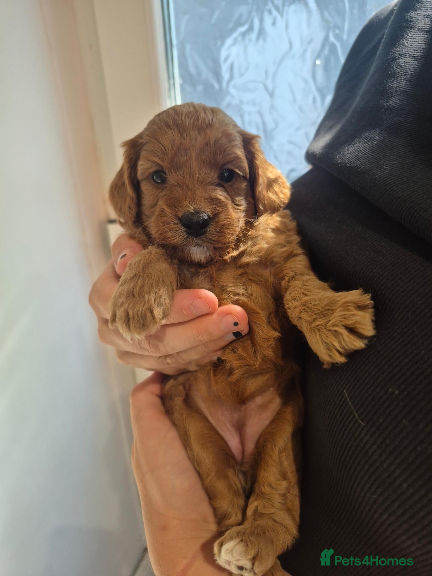 Cockapoo dogs F1B red and apricot curly and wavy cockapoos - Advert 1