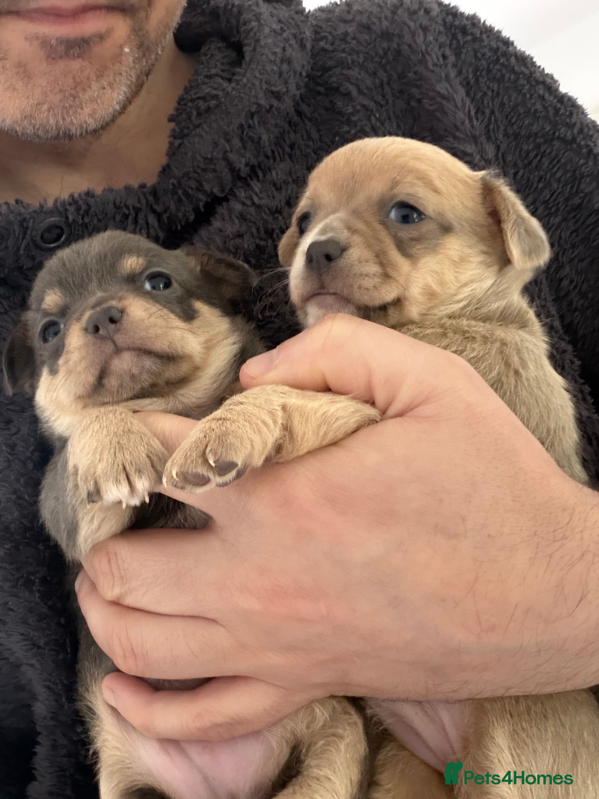 Chihuahua dogs Beautiful Chihuahua Puppies – 2 Gorgeous Girls - Advert 1