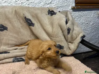 Mini Goldendoodle dogs Healthy confident stunning puppies - Advert 15