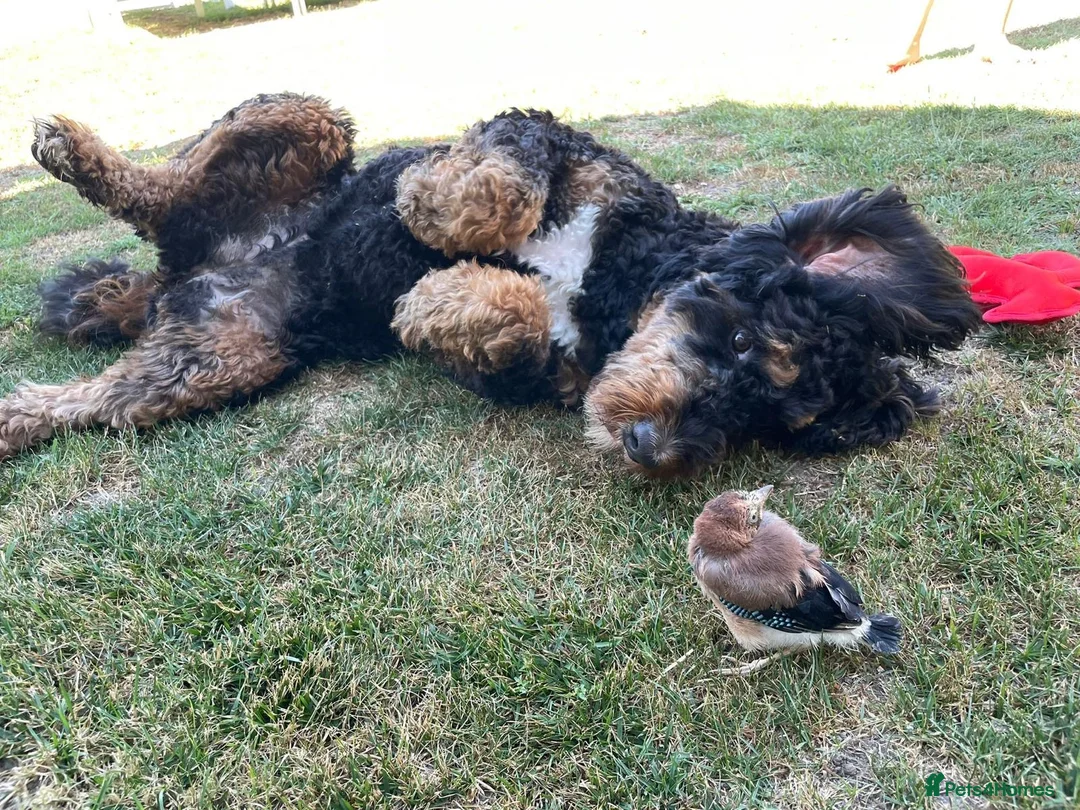 Bernedoodle dogs for sale: Bernedoodle Puppies for Sale in Romford - Advert 2