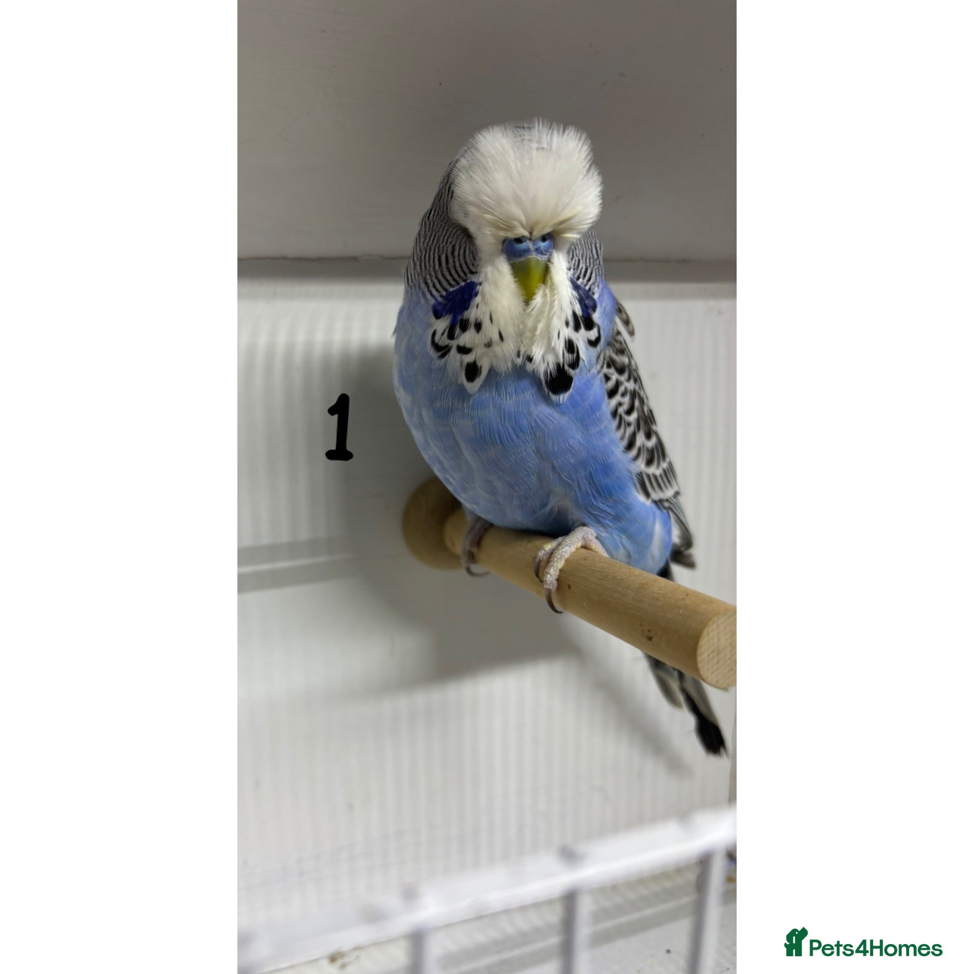 Budgerigars birds Budgies  - Advert 1