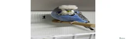Budgerigars birds for sale: Budgies  - Advert 1