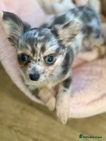 Chihuahua dogs Merle Chihuahua Puppies Ready Now - Advert 2