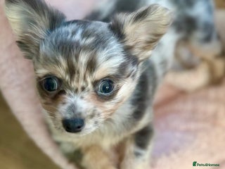 Chihuahua dogs Merle Chihuahua Puppies Longhaired Apple-head - Advert 9