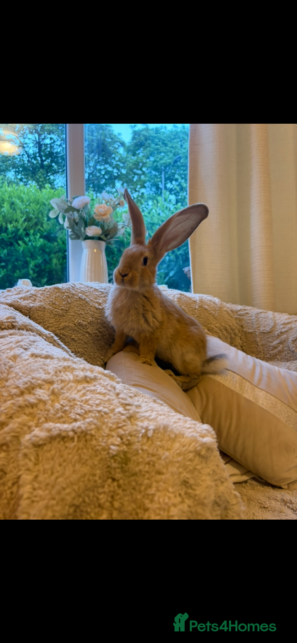 Continental Giant rabbits for sale: One left Lovely continental Giants baby rabbits  - Advert 8