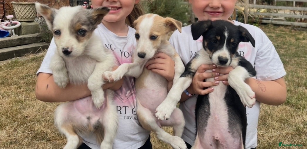 Border Collie dogs READY NOW 🌟 - Advert 1