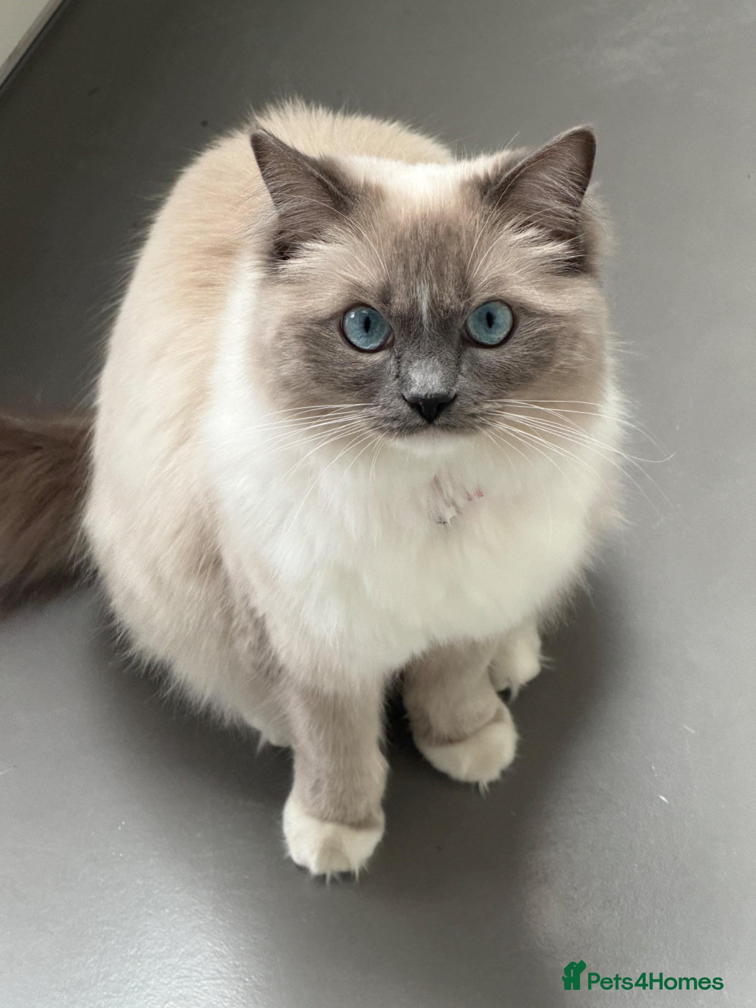Ragdoll cats 14 month female ragdoll - Advert 1