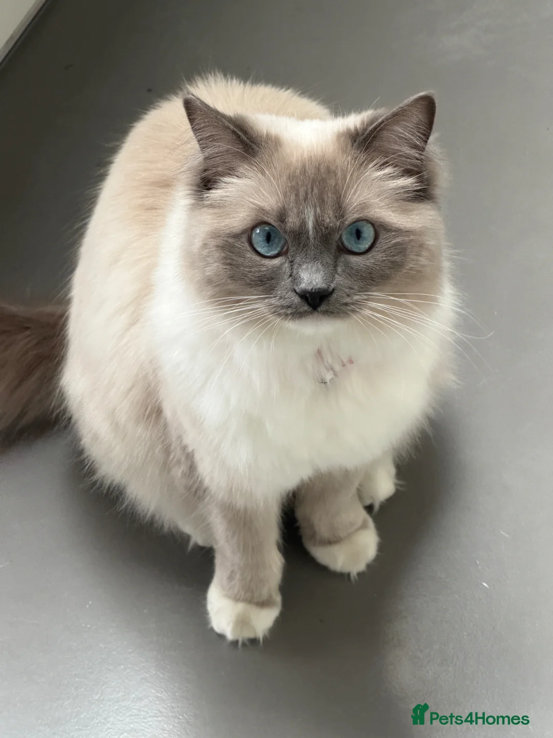 Ragdoll cats for sale: 14 month female ragdoll in London - Advert 1
