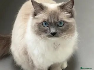 Ragdoll cats 14 month female ragdoll - Advert 1