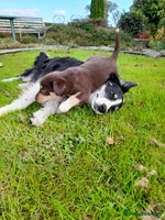 Mixed Breed dogs - Advert 16