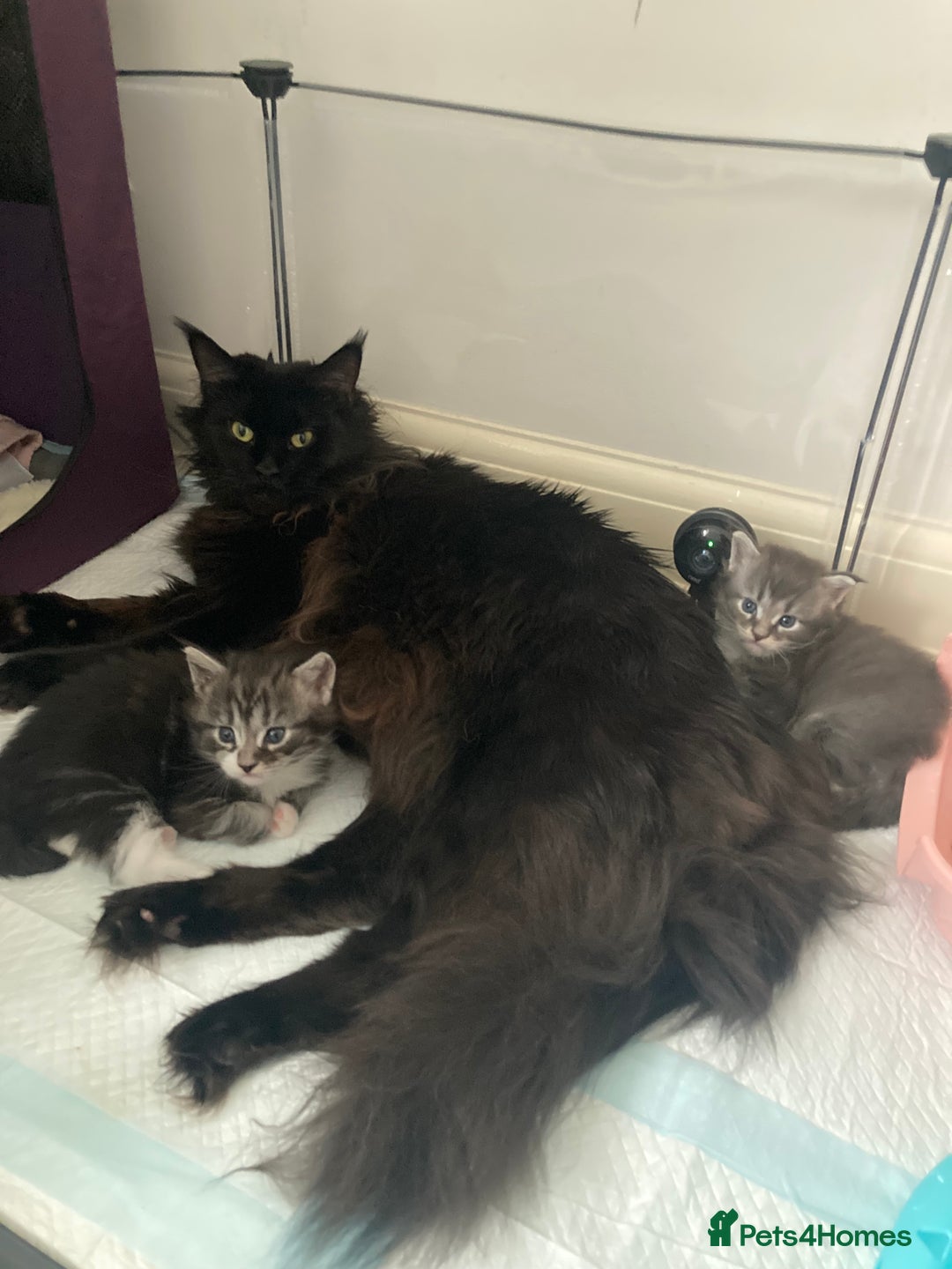 Maine Coon cats for sale: TICA Registered Maine Coons - Image 13