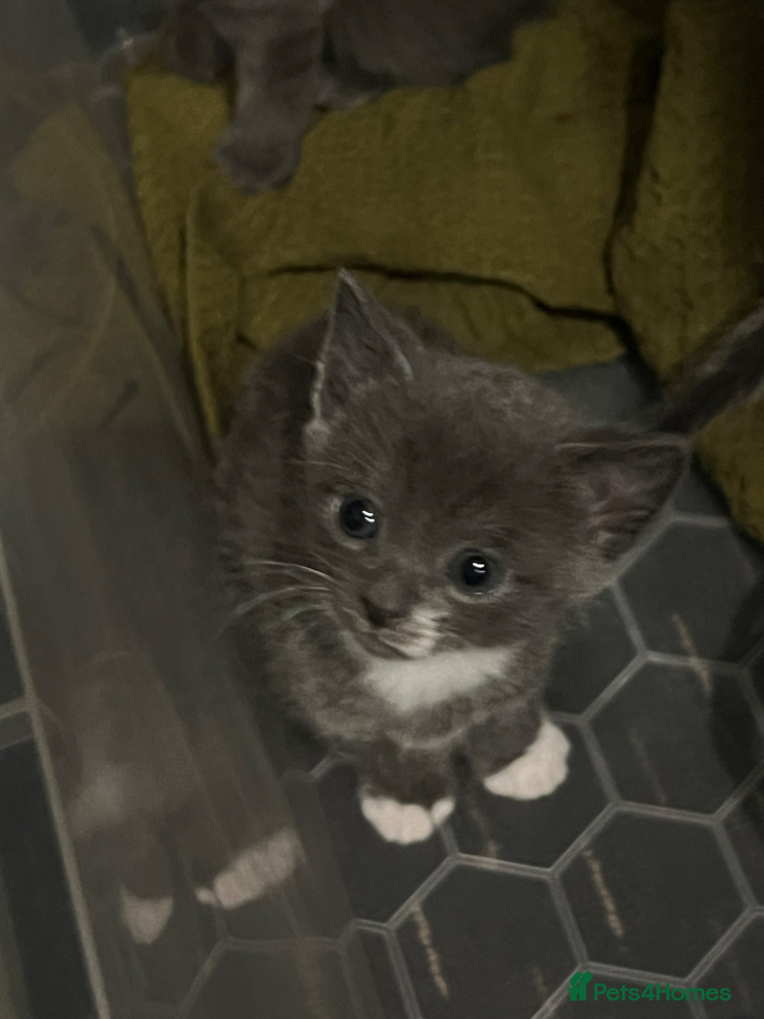 Mixed Breed cats cute kittens looking for new home  - Advert 14