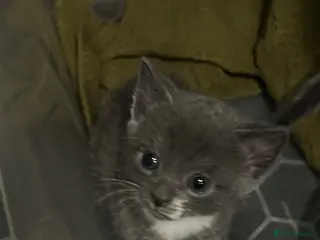 Mixed Breed cats cute kittens looking for new home - Advert 14