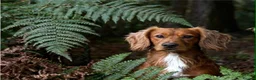 Sprocker dogs for sale: Sprocker puppies in Sandy - Advert 9