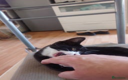 Mixed Breed cats for sale: Sweety girl  - Image 12