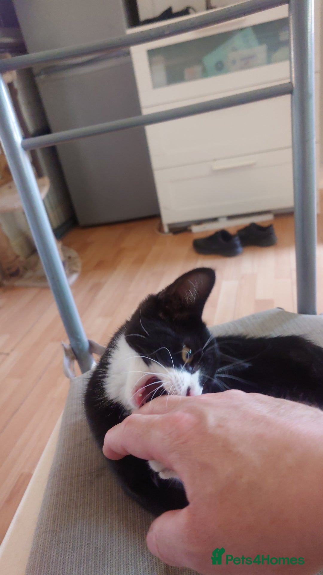 Mixed Breed cats for sale: Sweety girl  - Image 12