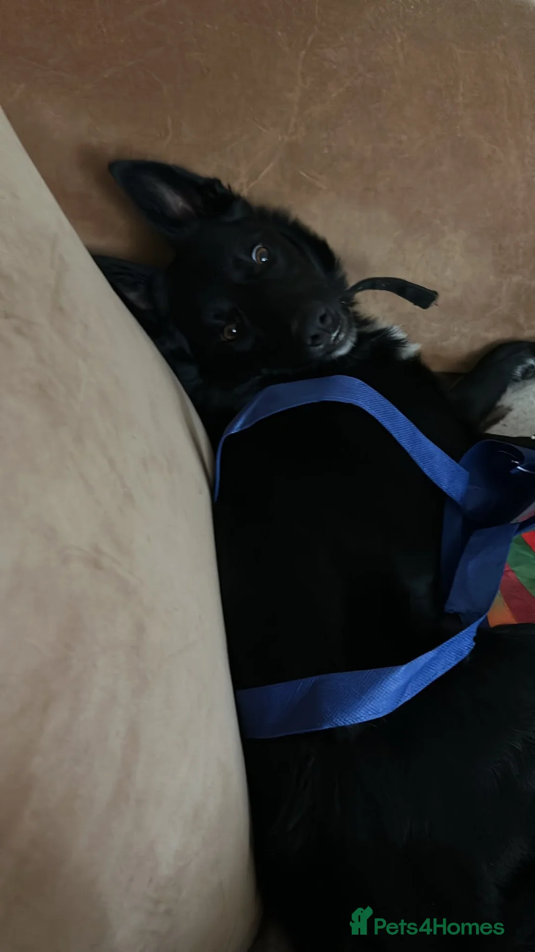 Border Collie dogs for sale: 1-Year-Old Female Border Collie in Birmingham - Advert 5