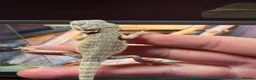Bearded Dragon reptiles for sale: 3 beautiful bearded dragons £100 each  - Advert 2