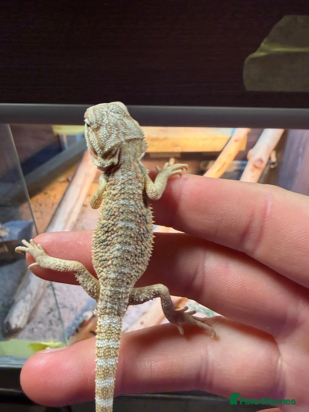 Bearded Dragon reptiles for sale: 3 beautiful bearded dragons £100 each  - Advert 2