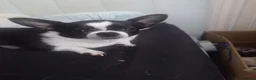 Chihuahua dogs for sale: 4 gorgeous chihuahua puppies - Advert 20