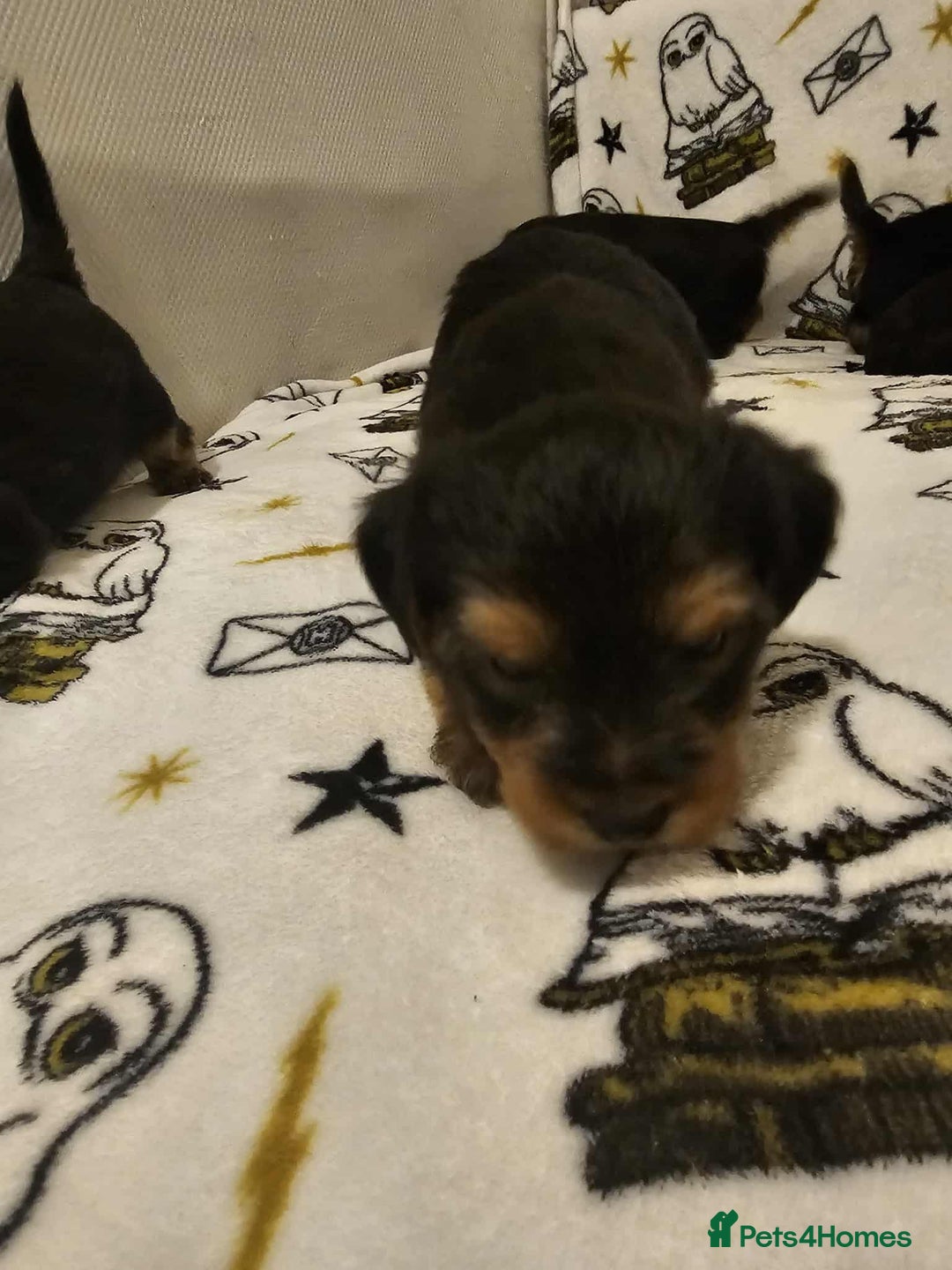 Yorkshire Terrier dogs for sale: Hello - Image 11