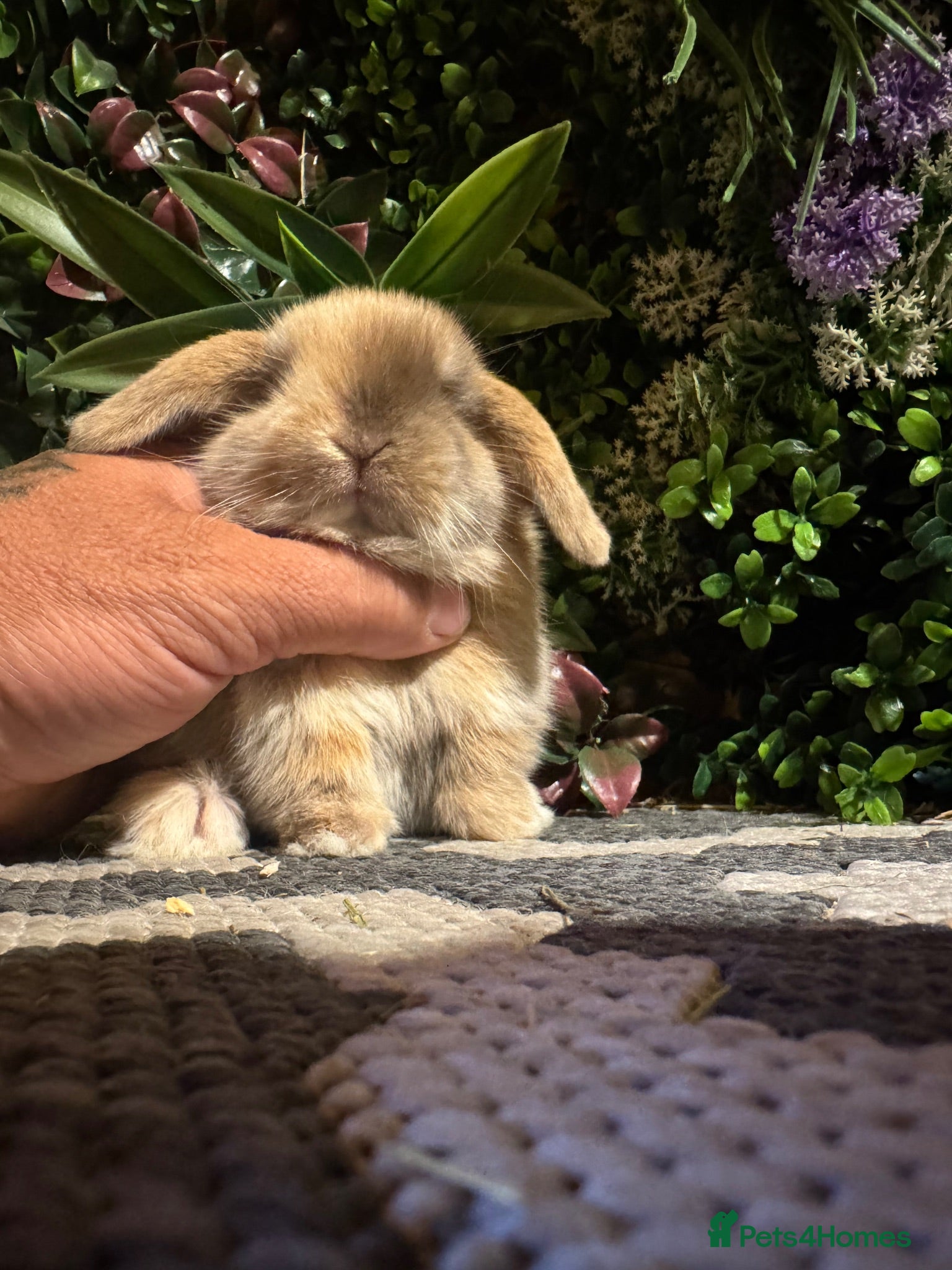 Mini Lop rabbits Pure bred mini lops ready to preorder  - Advert 2