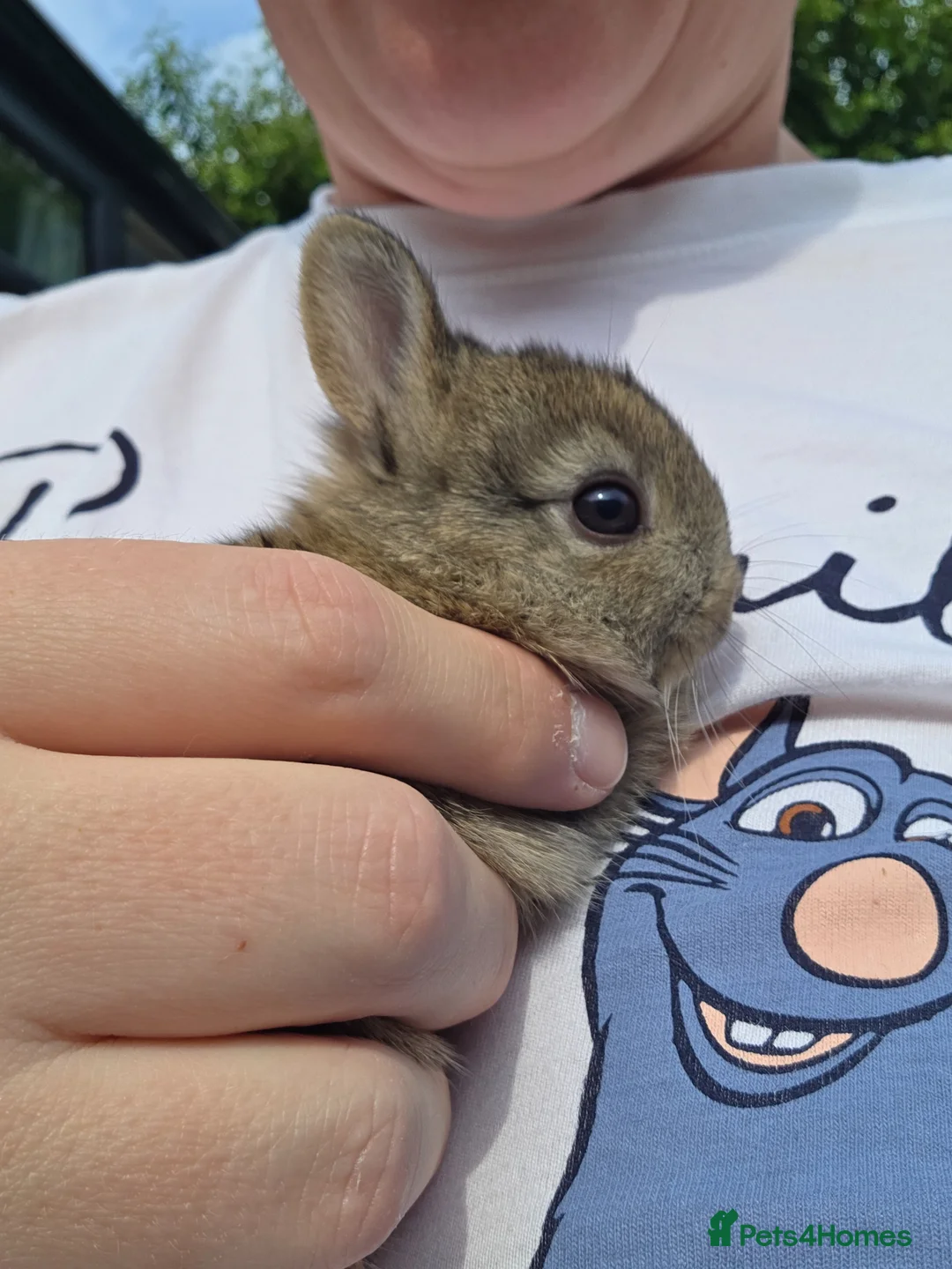 Netherland Dwarf rabbits for sale: Netherland Dwarf rabbits - Advert 2