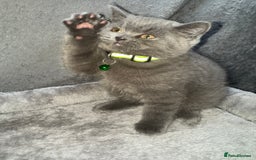 British Shorthair cats for sale: Stunning litter of bsh  - Advert 14