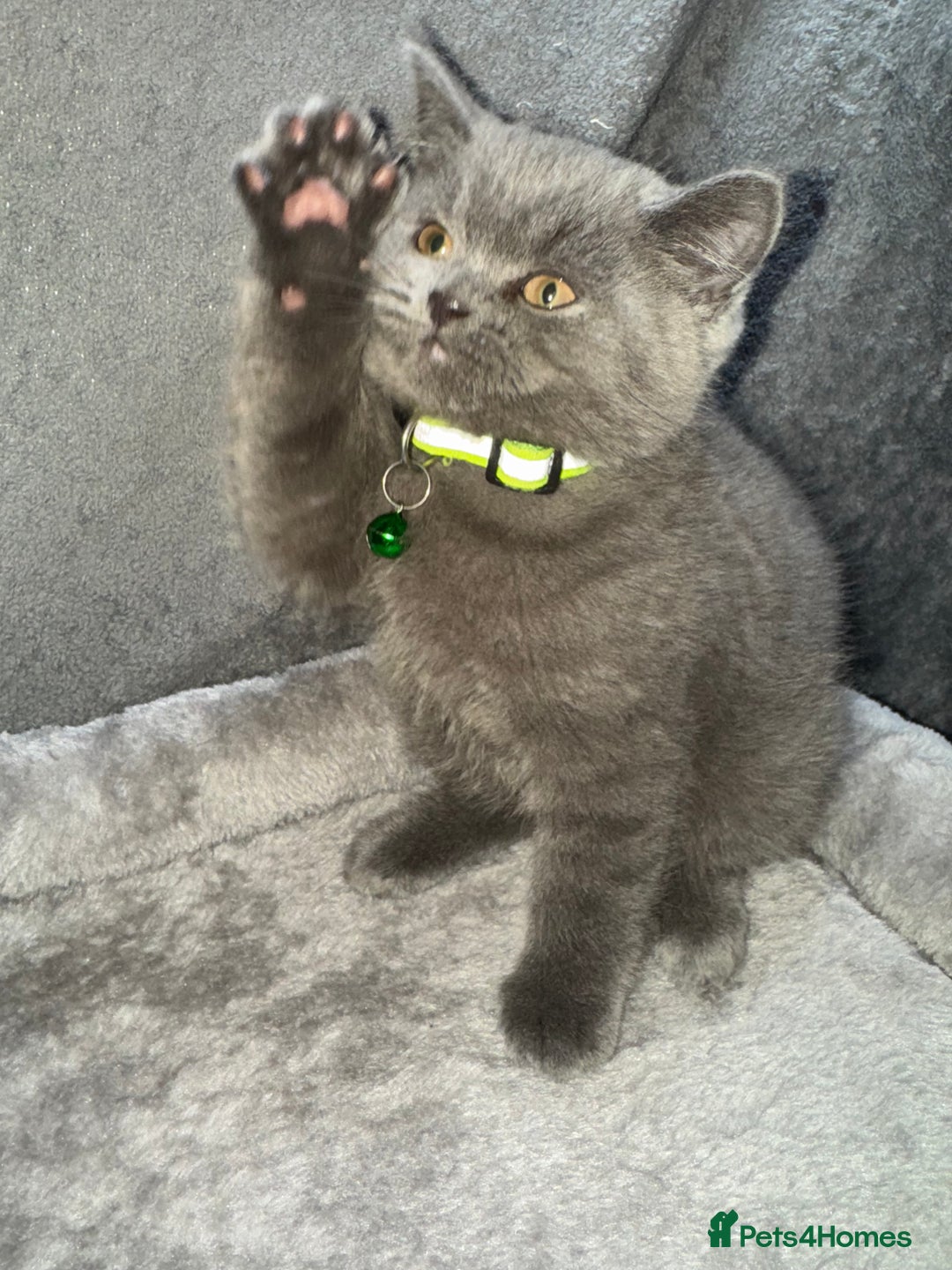 British Shorthair cats for sale: Stunning litter of bsh  - Advert 14