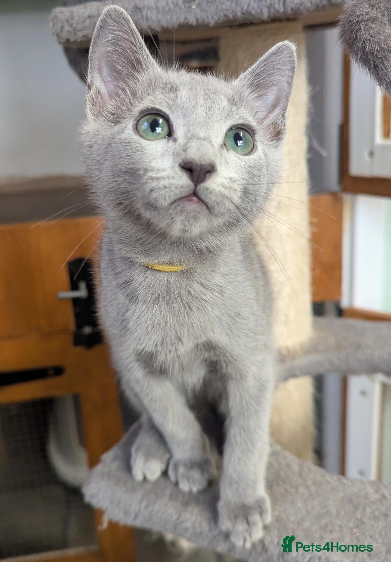 Russian Blue cats for sale: Affectionate Lap Kittens – Pedigree TICA - Advert 1