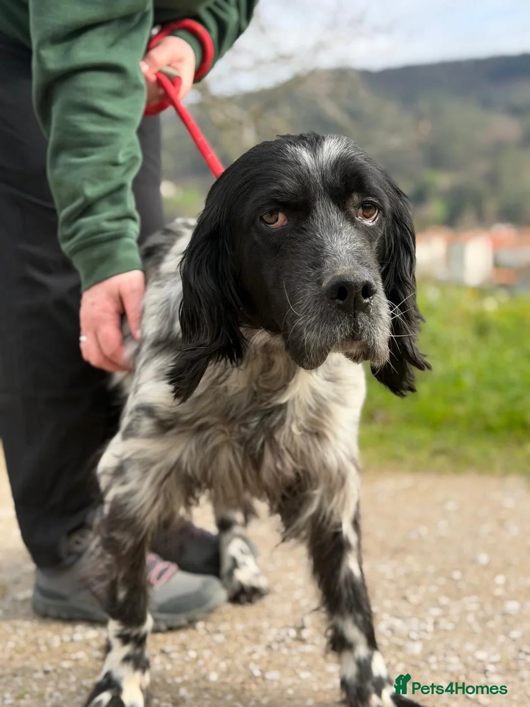 English Setter dogs for adoption: Bixkor - Advert 4